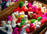 Colourful chicks, Rasht bazaar