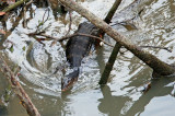 Malayan Water Monitor, Sungei Tampines