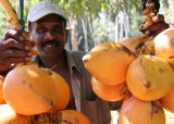 King Coconuts for sale