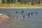 Cormorant runway