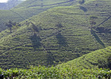 Tea bushes, Gunung Lawu