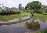 Rice paddy, Merapi flanks