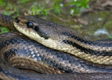 Couleuvre  quatre raies, Elaphe quatuorlineata quatuorlineata