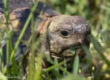 Tortue dHermann, Testudo hermanni boettgeri