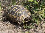 Tortue dHermann, Testudo hermanni boettgeri