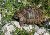 Tortue dHermann, Testudo hermanni boettgeri