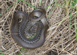 Couleuvre des Balkans, Hierophis gemonensis