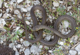 Couleuvre des Balkans, Hierophis gemonensis