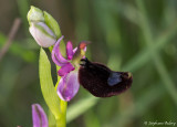 Ophrys bertolonii