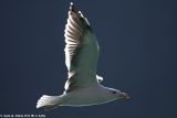 Brienz's bird
