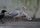 Goland argent, Larus argentatus argenteus