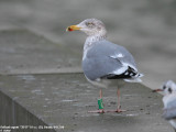 Goland argent, Larus argentatus argentatus