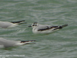 Mouette pygmée, Hydrocoloeus minutus