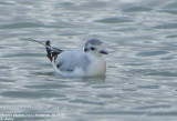 Mouette pygmée, Hydrocoloeus minutus