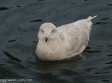 Goland bourgmestre, Larus hyperboreus