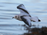 Mouette de Ross, Rhodostethia rosea