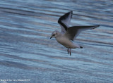 Mouette de Ross, Rhodostethia rosea