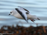 Mouette de Ross, Rhodostethia rosea