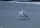 Mouette de Ross, Rhodostethia rosea