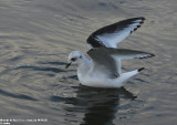 Mouette de Ross, Rhodostethia rosea