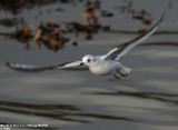 Mouette de Ross, Rhodostethia rosea