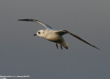 Mouette de Ross, Rhodostethia rosea