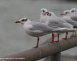 Mouette mlanocphale, Larus melanocephalus