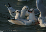 Mouette mlanocphale, Larus melanocephalus