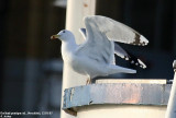 Goland pontique, Larus cachinnans