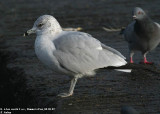 Goéland à bec cerclé, Larus delawarensis