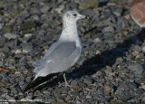 Goéland à bec cerclé, Larus delawarensis