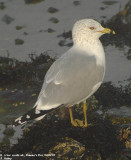 Goéland à bec cerclé, Larus delawarensis