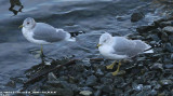 Goéland à bec cerclé, Larus delawarensis