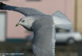 Goéland à bec cerclé, Larus delawarensis
