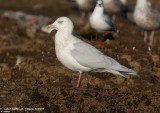 Iceland Gull / G. à ailes blanches