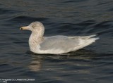 Goland bourgmestre, Larus hyperboreus