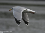Goland argent, Larus argentatus argenteus