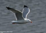 Goland argent, Larus argentatus argenteus