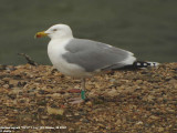 Goland argent, Larus argentatus argentatus