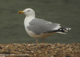Goland argent, Larus argentatus argentatus