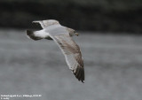 Goland argent, Larus argentatus