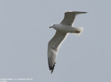 Goland pontique, Larus cachinnans