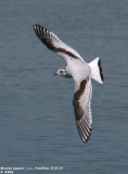 Mouette pygme, Hydrocoloeus minutus