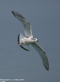 Mouette pygmée, Hydrocoloeus minutus