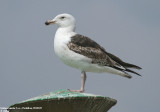 Goland marin, Larus marinus