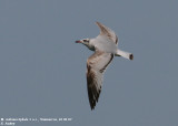 Mouette mlanocphale, Larus melanocephalus