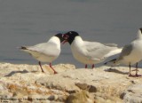 Mouette mlanocphale, Larus melanocephalus