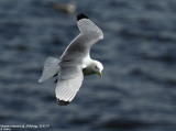 Mouette tridactyle, Rissa tridactyla