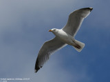 Goland argent, Larus argentatus argenteus