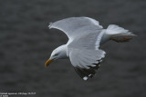 Goland argent, Larus argentatus argenteus